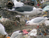 juvenile LBBG, ringed in the Netherlands.